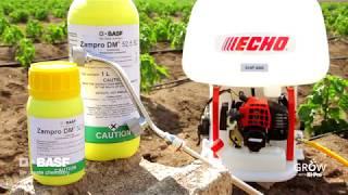 How to prevent downy mildew and late blight in vegetables with Zampro fungicide