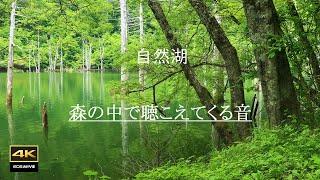 4K【自然環境音】森の中で聴こえてくる音  /  鳥たちのさえずり、雨の音、流れる水の音