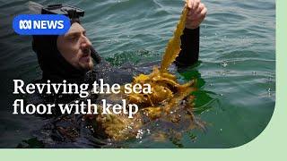 Transplanted kelp forests reviving the seafloor in Port Phillip Bay | ABC News