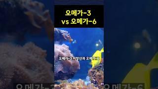 오메가-3와 오메가-6의 차이는 뭘까요?! #오메가3 #오메가6 #지방산 #건강한식단 #면역강화 #식단균형 #1분건강정보 #100세건강비결