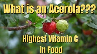 What is an Acerola? The Secret Food To Heal So Many Health Conditions - Back to the Basics Ep. 6