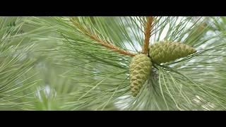 GREEN LIFE| Самый большой растительный питомник в Украине