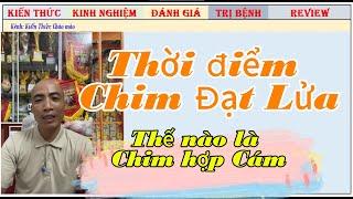 Giải đáp:Thời điểm chào mào Đạt Lửa là tháng mấy/ Thế nào là Chim hợp Cám