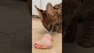 Serval cat eating