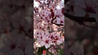 The tree blossom flowers  Canada, #music #piano #relaxing America