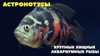 КРУПНЫЕ ХИЩНИКИ аквариума - Astronotus ocellatus | Астронотус тигровый глазчатый и Оскар красный