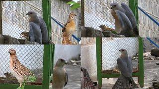 Shikra Attack on Quail At Home | How Shira is Brave | Raptors Attack | @ExplorePotohar