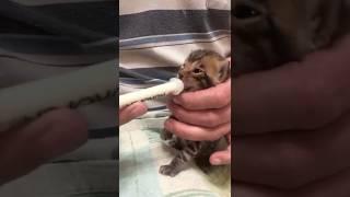 Малыш-крепыш #бенгальскаякошка #cat #бенгальская #котенок #kitten #бенгал #animals #cats