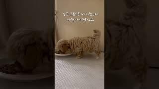 강아지 밥먹을때 뒷다리 #강아지 #puppy #말티푸 #강아지브이로그