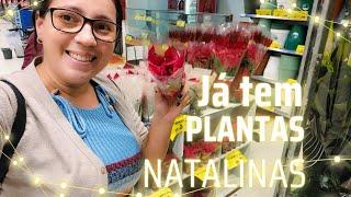 COMEÇOU A VIR PLANTAS NATALINAS NO MERCADO CARREFOUR