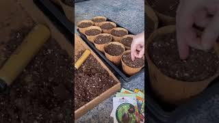 Seed Starting 101!