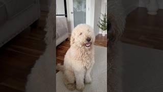 What would you do if a stranger wanted too come in the house # house # stranger #dog #buddy