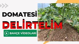 HADİ DOMATESLERİ DELİRTELİM / TALHA  UĞURLUEL