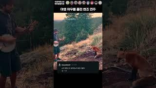 지나가던 야생 여우도 멈추게 만든 벤조의 매력적인 소리