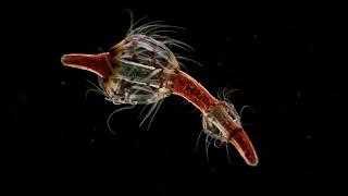 Specimen "C" - CGI 3D animation - produced with Houdini + Redshift