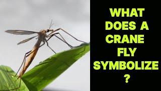 WHAT DOES A CRANE FLY INSECT SYMBOLIZE ?