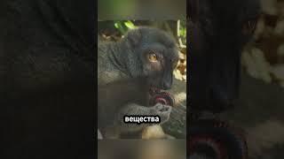 Как лемуры кайфуют