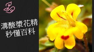 巴赫花精秒懂百科 20 溝酸漿花精 Mimulus