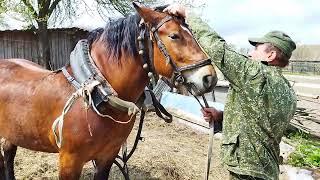 ЛОШАДИ/ЗАПРЯГАЕМ КОБЫЛУ ЗОРЬКУ В ТЕЛЕГУ