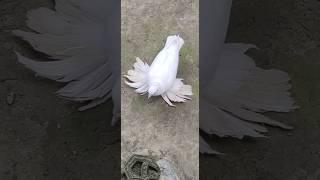 New post #kabutor #pigeon#fancypigeon #pigeon loft akaipur 7797#samar #pigeonloft