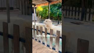 Which ANIMAL is this!#ytshorts #travel #animals #nepal #india #indonesia #youtubeshorts #youtube