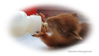 Уход за грудным бельчонком. (Life) Rehabilitation of baby squirrels