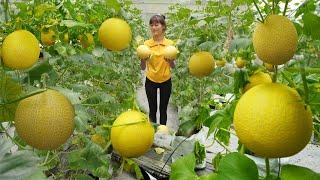 TIMELAPSE: Harvesting Watermelon, pineapple, forest fruit go to the market sell - Duong bushcraft