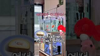 실시간으로 대전에서 가장 독특한 카페투어 #대전카페