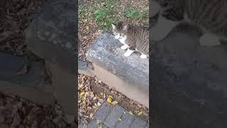 Смешная кошка мяукает Мяу  Funny cute cat meowing Meow  Lustige katzen Gatos graciosos engraçados