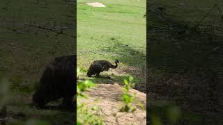 Emu Titan The Magnificent Giant of the Outback