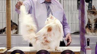 CFA International Show 2019 - Longhair Adult Class Judging - Maine Coons