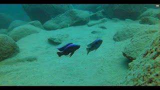 Yofu Bay Likoma Island - Lake Malawi - African Cichlids - HD Underwater Footage