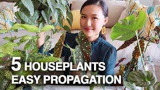 PROPAGATE 5 HOUSEPLANTS | Pothos, Begonia, Monstera Deliciosa, Watermelon Peperomia | Jolene Foliage