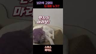 누가 고양이를 보라색으로 물들였나? #shorts