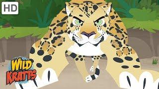 Wild Kratts - Showcasing Beautiful Animals #2 | Kids Videos