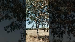 Slow motion. tree dancing