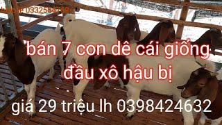 Bán bầy dê cái giống đầu xô bò lửa 7 con giá 29tr lh 0398424632