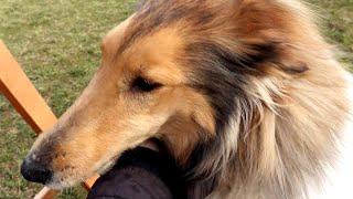 Rough Collie Jessie - Active Dog Close-Up.