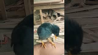 hadir lagi bos jalbonya