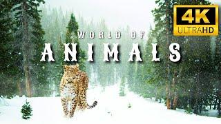 Wild Animals in 4K | Nature's Most Majestic Creatures