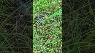 Snake in the Grass