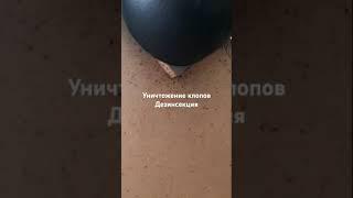 Уничтожение клопов. Дезинсекция.