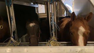Horses Fly 6,000 Miles in Anti-Slip Stables