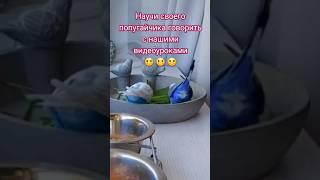 ГРИША Урок для попугая #волнистыйпопугай #попуг #учимпопугаяговорить #видеоурок #обучение #говорить
