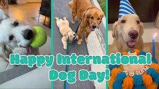 International dog day : The best golden retriever moments       : Viralhog & leo_thefearless