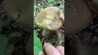 Жека знайшов  #funghi #mushroom