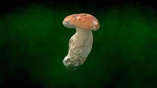 Real mushroom in 3D - Boletus edulis, 0038