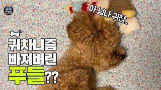 정말 1도 안움직이려는 귀차니즘 걸린 강아지.