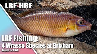 LRF Fishing: Wrasse Fishing at Brixham