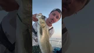 #pesca #pescaspinning #branzino  #spigola #wtd #topwater